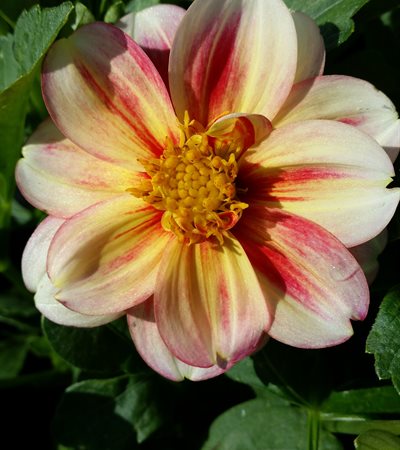 Dahlia Dalaya™ Pink + Lemon (Shari)